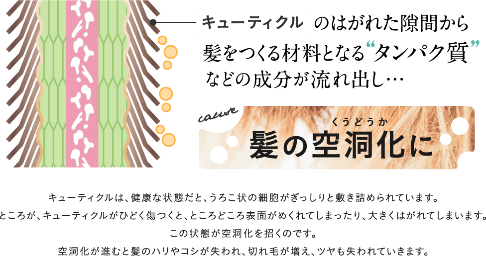 キューティクルのはがれた隙間から髪をつくる材料となるタンパク質などの成分が流れ出し…髪の空洞化に。キューティクルは、健康な状態だと、うろこ状の細胞がぎっしりと敷き詰められています。ところが、キューティクルがひどく傷つくと、ところどころ表面がめくれてしまったり、大きくはがれてしまいます。この状態が空洞化を招くのです。空洞化が進むと髪のハリやコシが失われ、切れ毛が増え、ツヤも失われていきます。