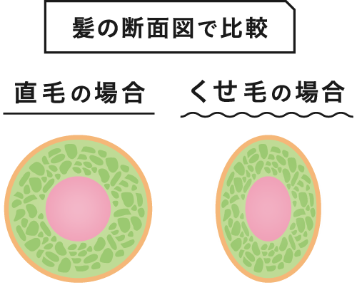 髪の断面図で比較