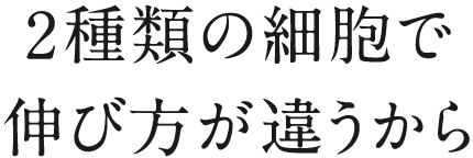 2種類の細胞で伸び方が違うから